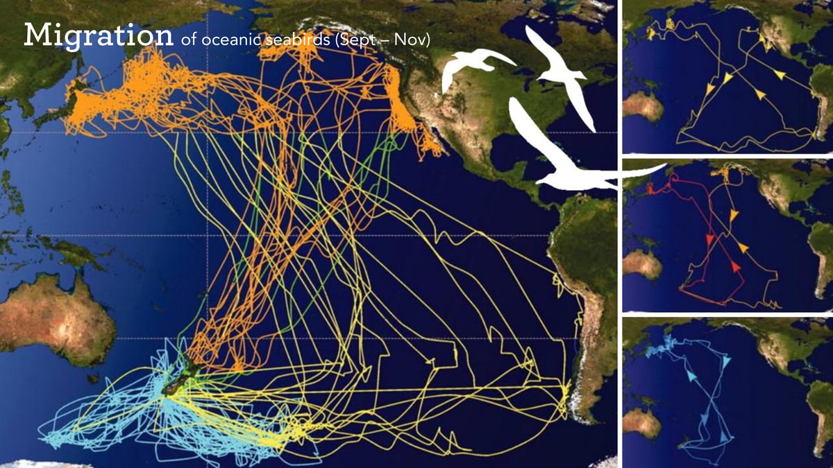 Pari-one-taka Bird Migration