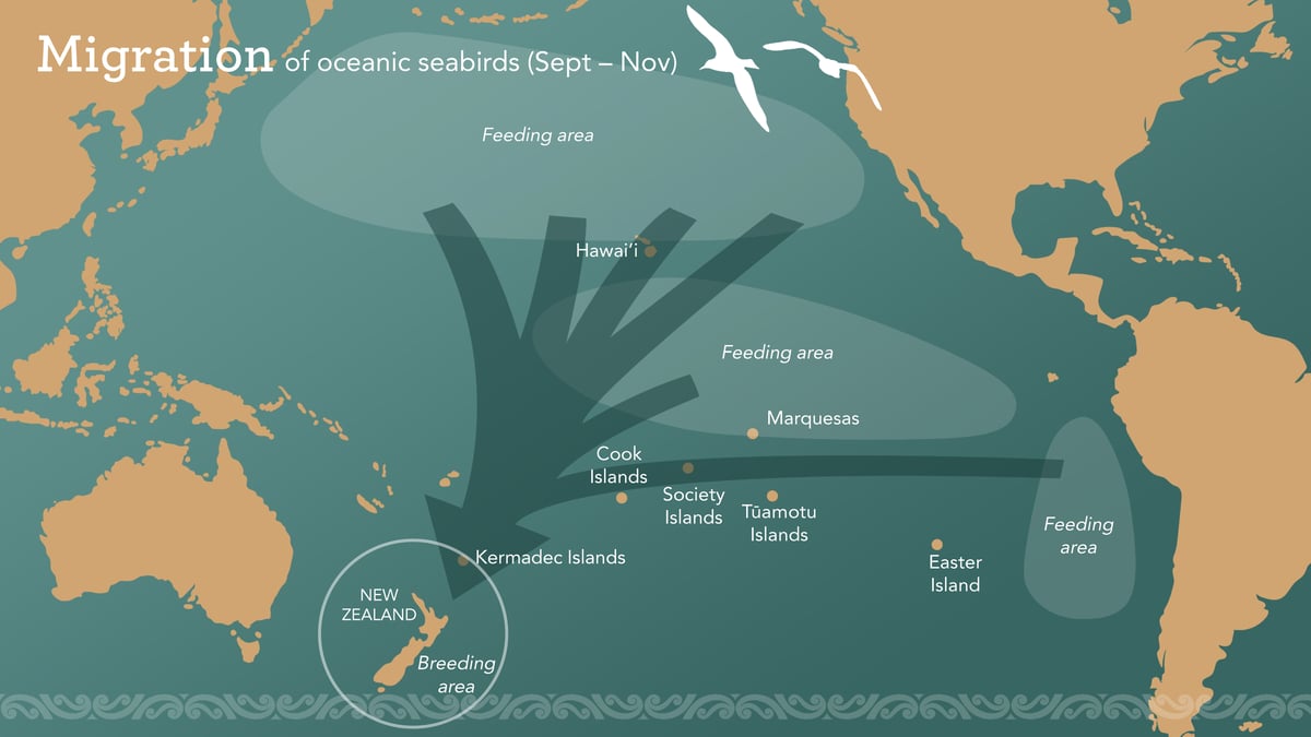 Pari-one-taka Bird Migration Map