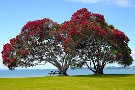 New Zealand's Christmas Tree